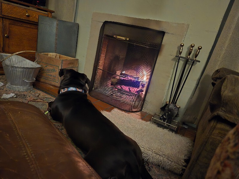 View Onyx the Dog Photo #6