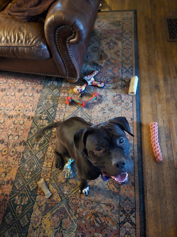 View Onyx the Dog Photo #4