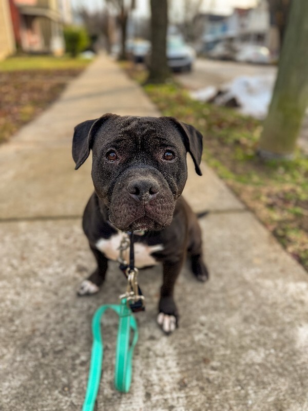 View Onyx the Dog Photo #9