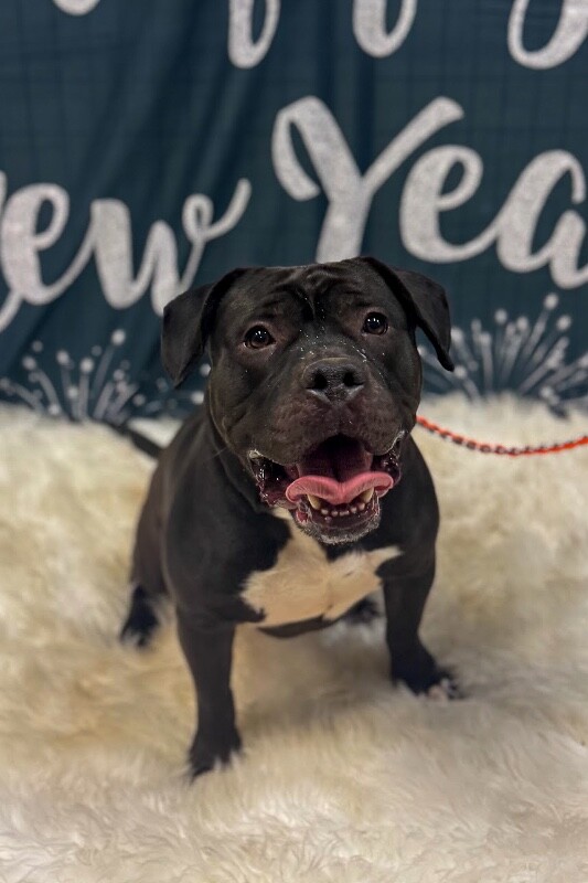 View Onyx the Dog Photo #7