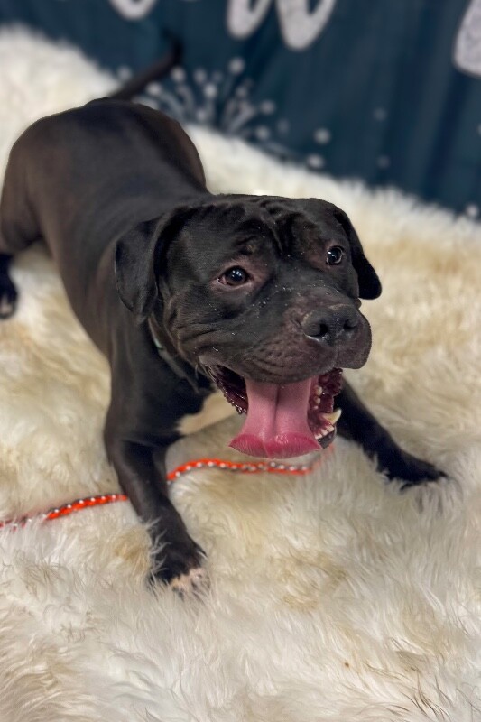 View Onyx the Dog Photo #10