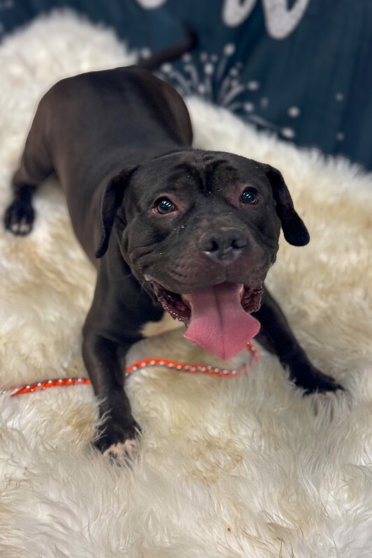 View Onyx the Dog Photo #2