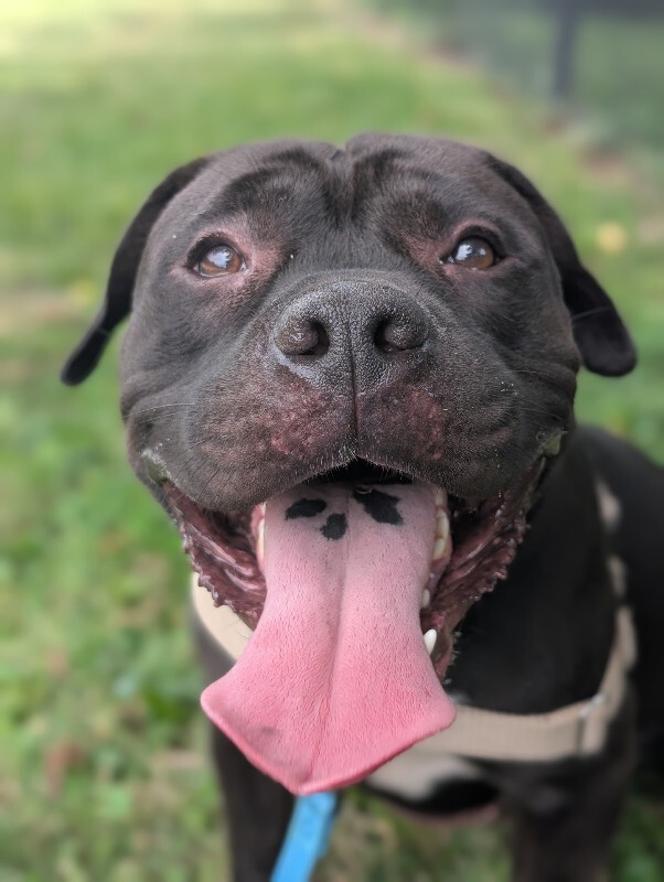 View Onyx the Dog Photo #8