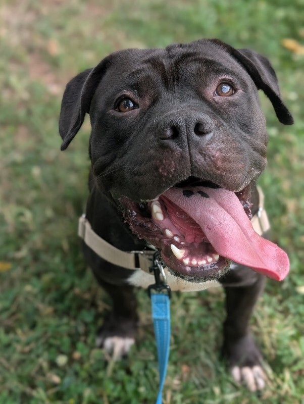 View Onyx the Dog Photo #11