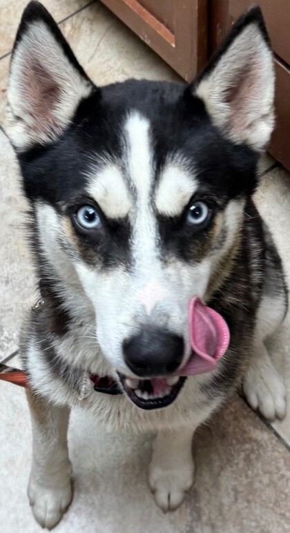 View Merlin the Dog Photo #3