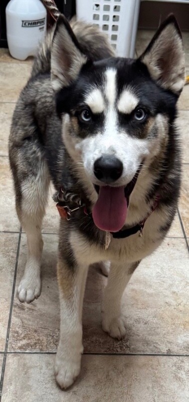 View Merlin the Dog Photo #2