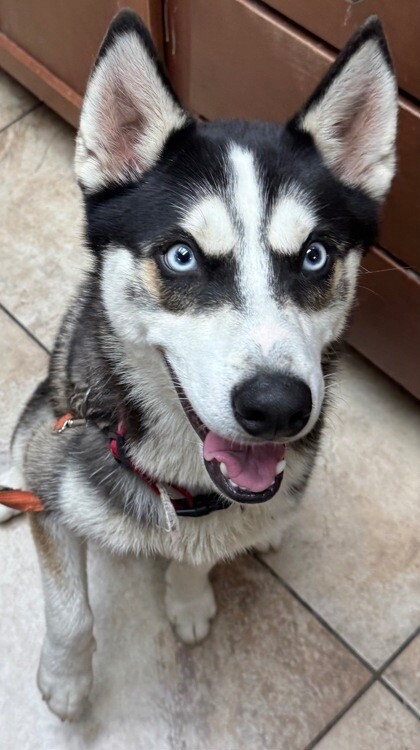 Learn More About this dog f126a7ad 3f21 490a a90e 435ee9b3f908