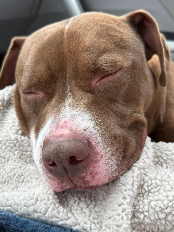 View Maserati the Dog Photo #5