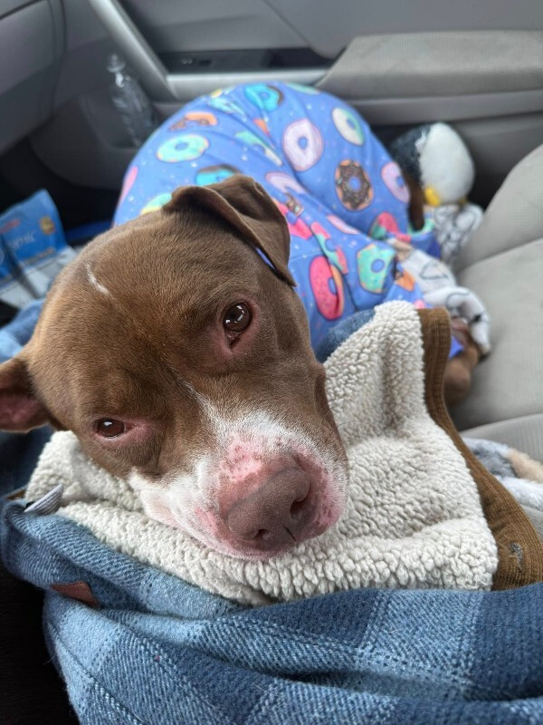 View Maserati the Dog Photo #11