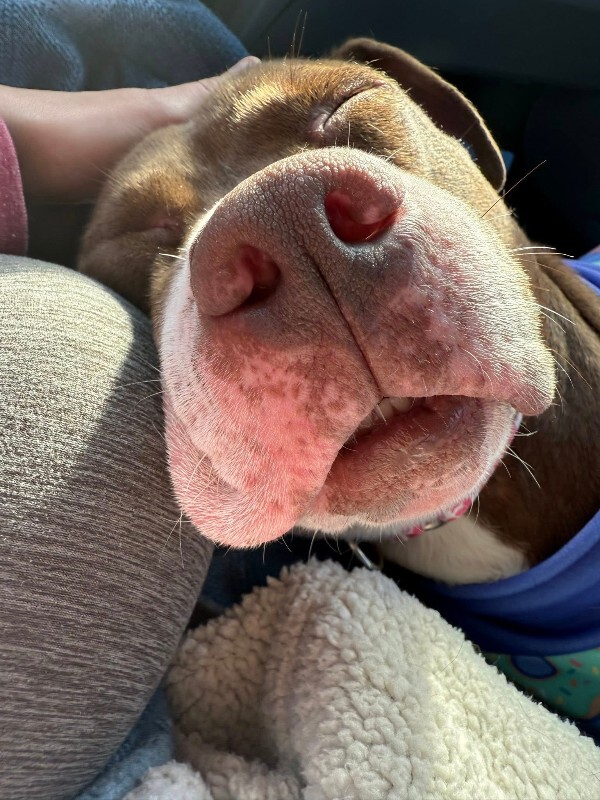 View Maserati the Dog Photo #17