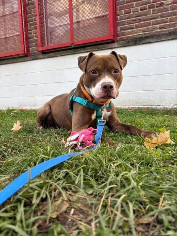 View Maserati the Dog Photo #7