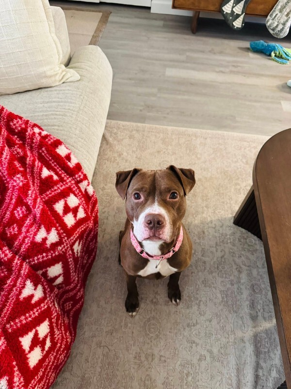 View Maserati the Dog Photo #6