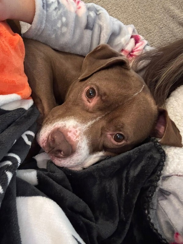 View Maserati the Dog Photo #9