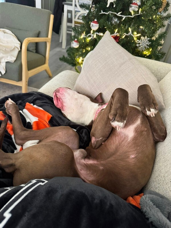 View Maserati the Dog Photo #4