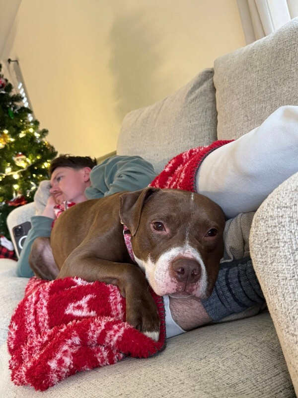 View Maserati the Dog Photo #3