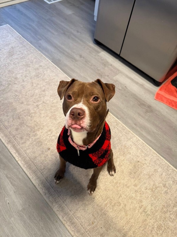 View Maserati the Dog Photo #8