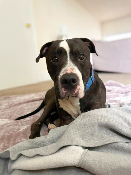 View Blues Clues the Dog Photo #5