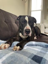 View Blues Clues the Dog Photo #3