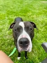 View Blues Clues the Dog Photo #7