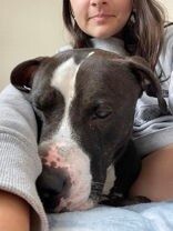 View Blues Clues the Dog Photo #4