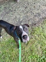 View Blues Clues the Dog Photo #6