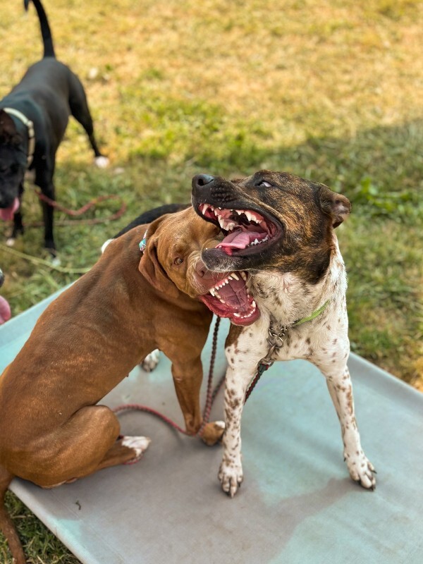 View Buena Vista the Dog Photo #8