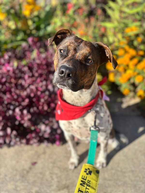 View Buena Vista the Dog Photo #6