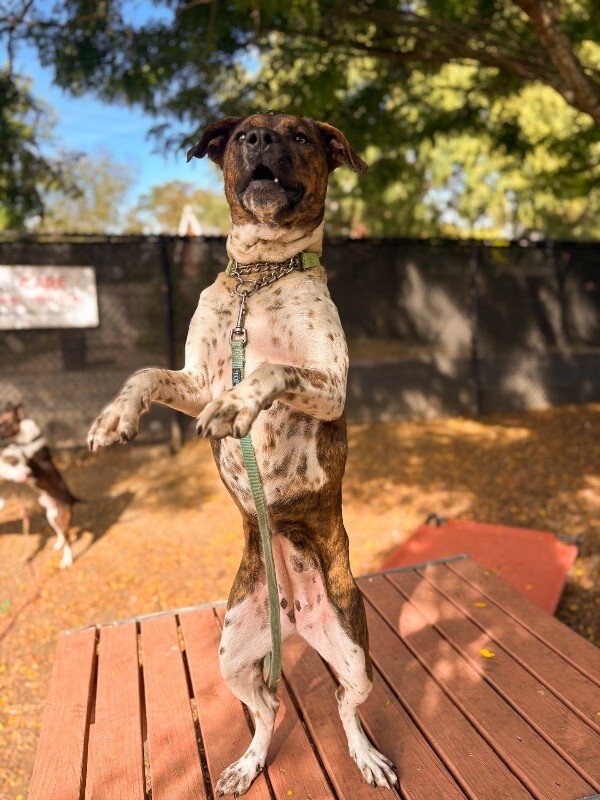 View Buena Vista the Dog Photo #7