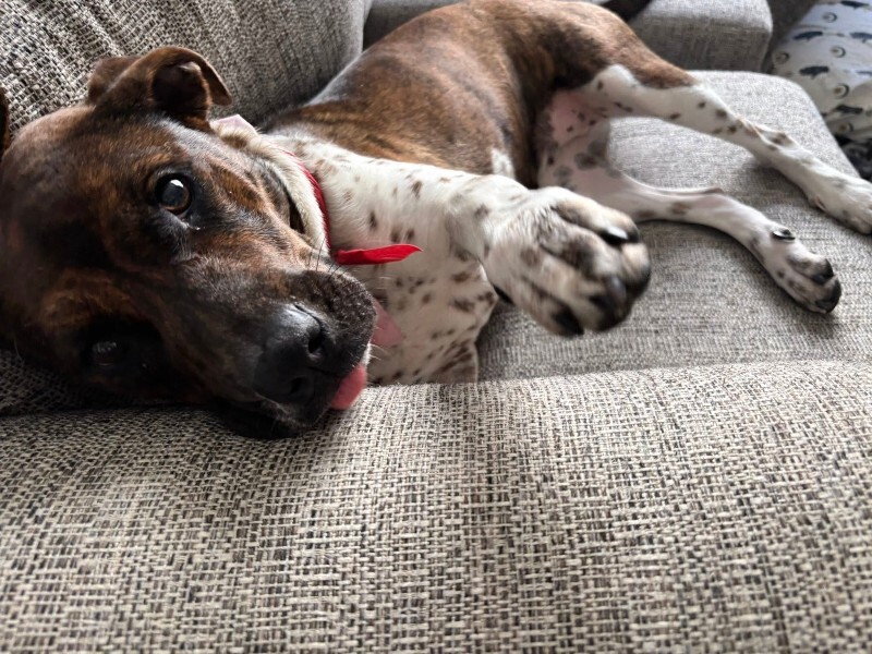 View Buena Vista the Dog Photo #2