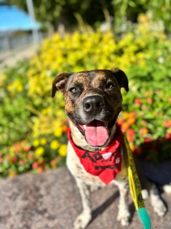 View Buena Vista the Dog Photo #11