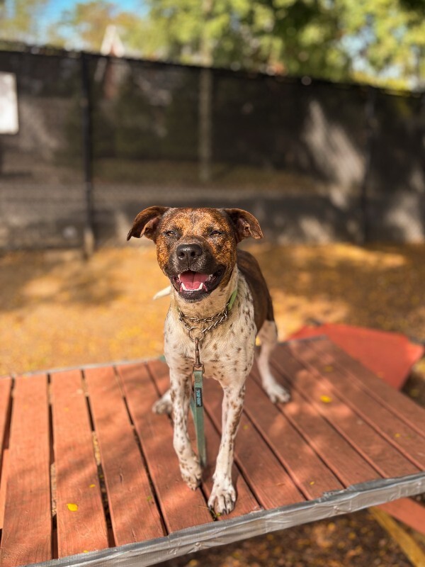 View Buena Vista the Dog Photo #5