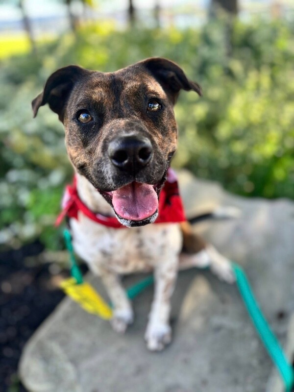 View Buena Vista the Dog Photo #9