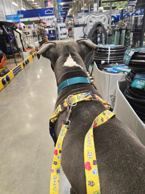 View Truly Till the Dog Photo #12