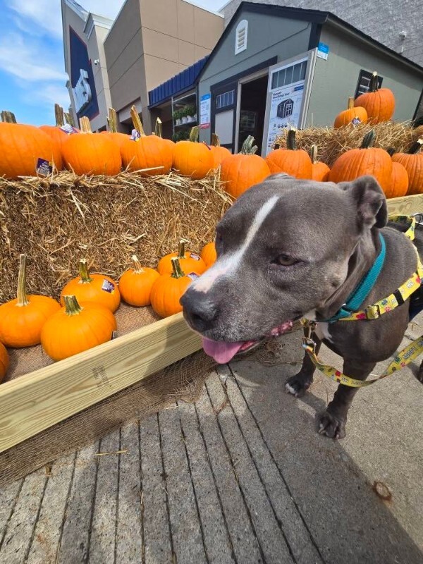 View Truly Till the Dog Photo #11