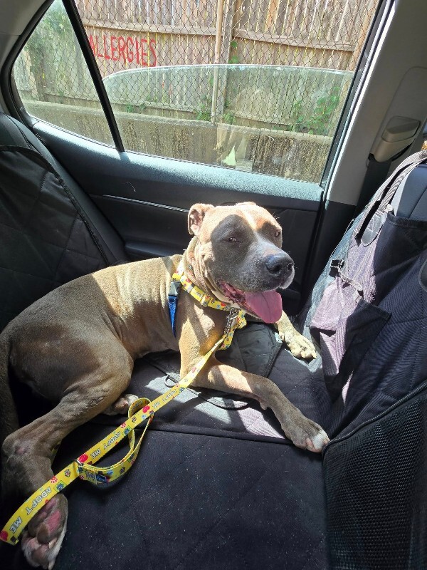 View Truly Till the Dog Photo #14