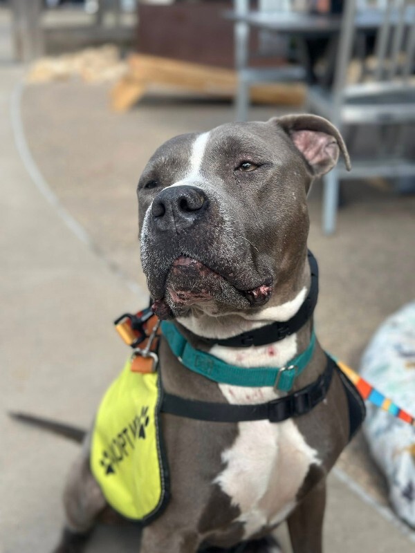 View Truly Till the Dog Photo #3