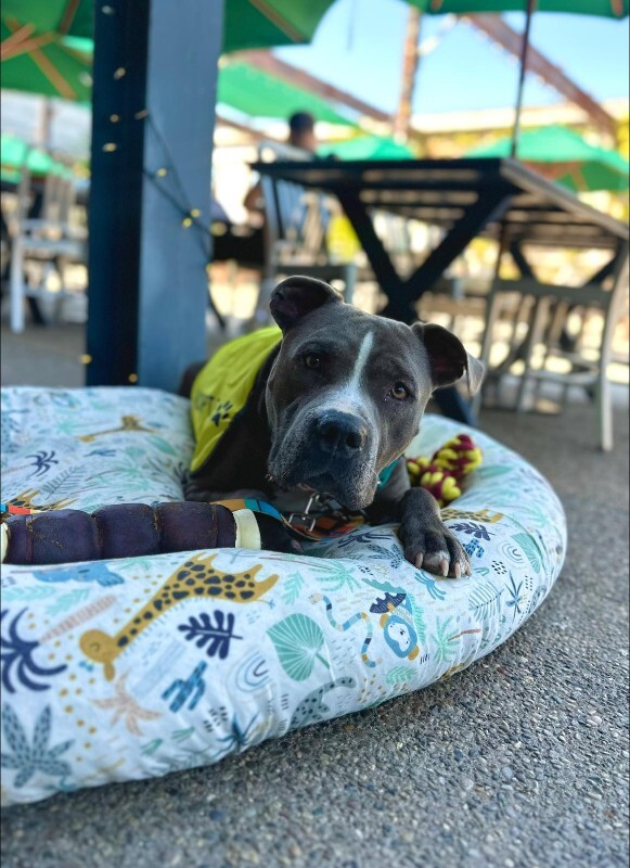 View Truly Till the Dog Photo #7