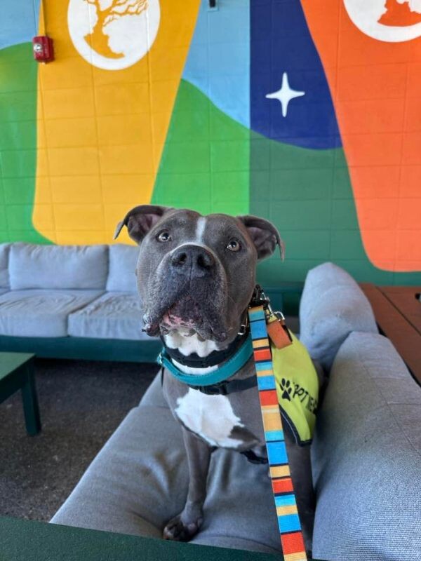 View Truly Till the Dog Photo #2