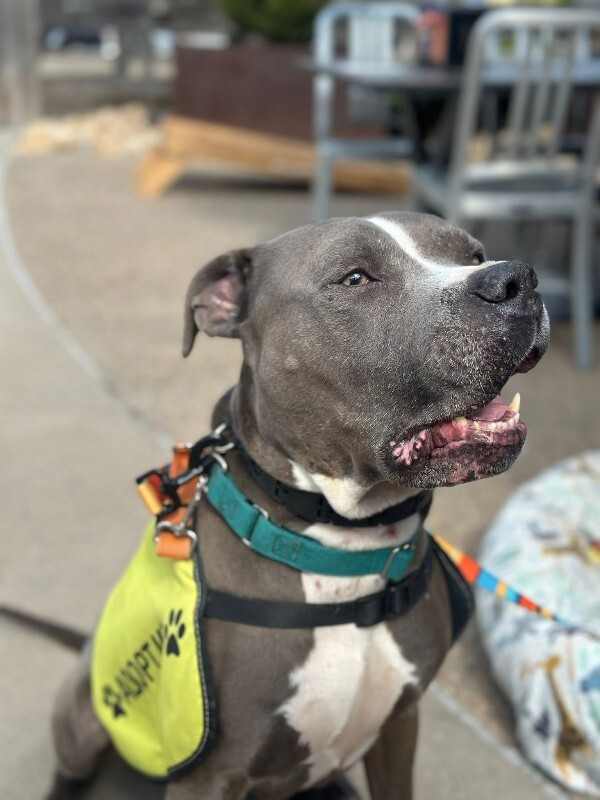 View Truly Till the Dog Photo #6