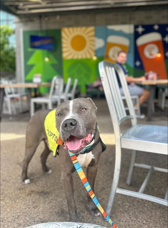 View Truly Till the Dog Photo #5