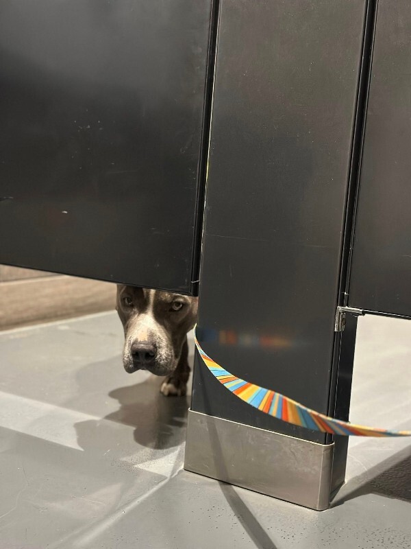 View Truly Till the Dog Photo #4