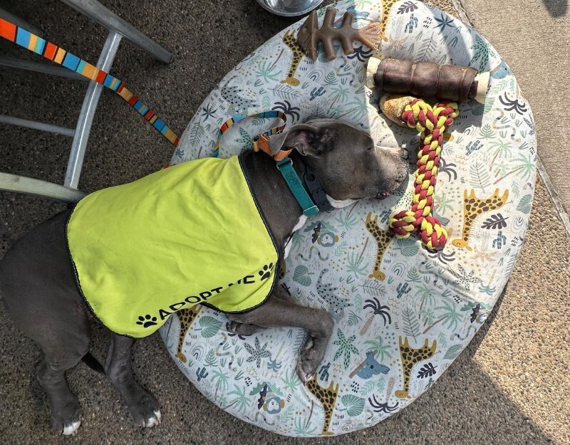 View Truly Till the Dog Photo #8