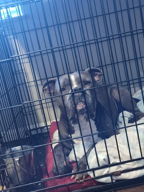 View Truly Till the Dog Photo #13