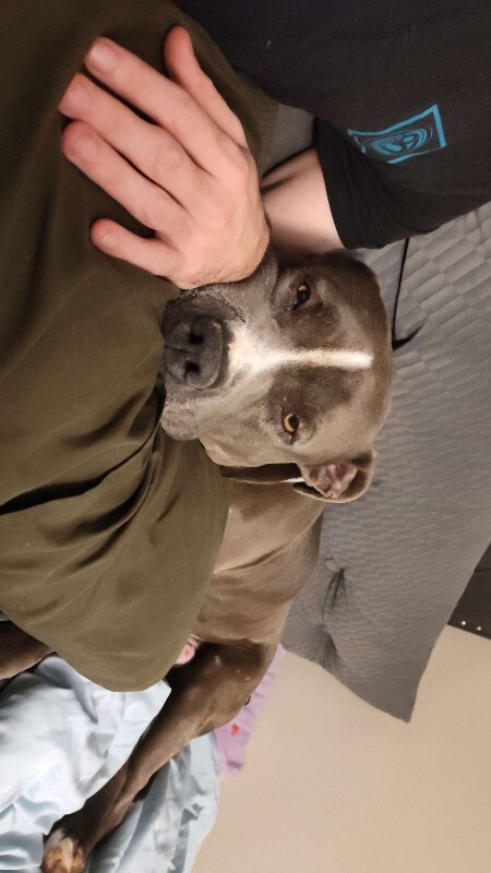 View Truly Till the Dog Photo #9