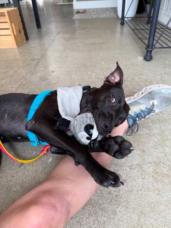 View Noodle the Dog Photo #6