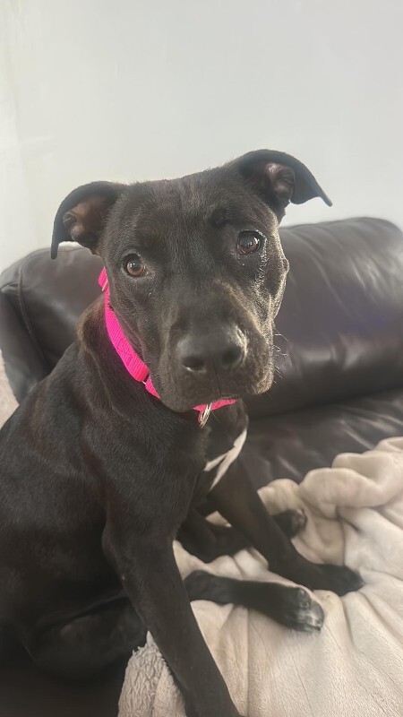 View Noodle the Dog Photo #5