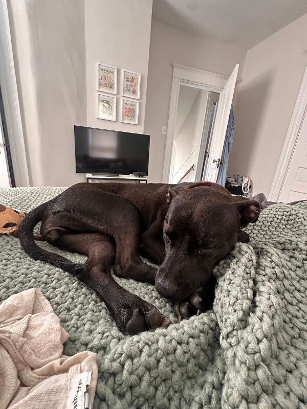 View Noodle the Dog Photo #3