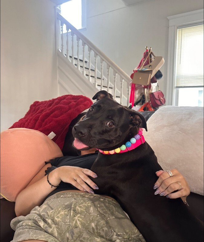 View Noodle the Dog Photo #4