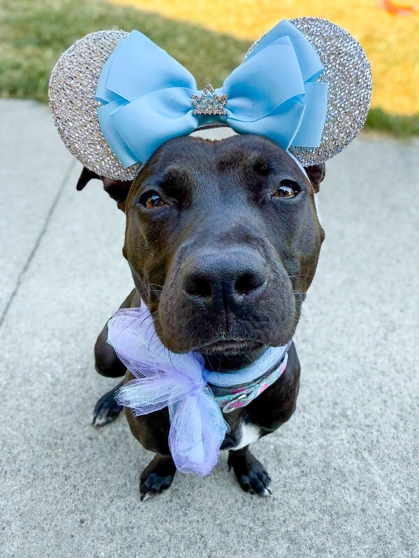 Learn More About Noodle 548616440 789589607380808 8459847021929052423 n