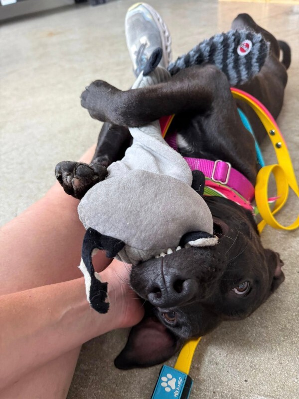 View Noodle the Dog Photo #10